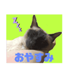 猫(トンキニーズ)の日常会話（個別スタンプ：6）