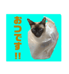 猫(トンキニーズ)の日常会話（個別スタンプ：7）