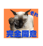 猫(トンキニーズ)の日常会話（個別スタンプ：8）