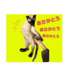 猫(トンキニーズ)の日常会話（個別スタンプ：9）