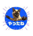 猫(トンキニーズ)の日常会話（個別スタンプ：11）