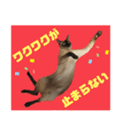 猫(トンキニーズ)の日常会話（個別スタンプ：12）