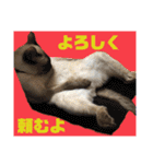 猫(トンキニーズ)の日常会話（個別スタンプ：13）