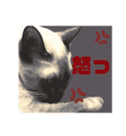 猫(トンキニーズ)の日常会話（個別スタンプ：14）