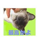 猫(トンキニーズ)の日常会話（個別スタンプ：15）