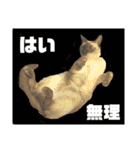 猫(トンキニーズ)の日常会話（個別スタンプ：16）
