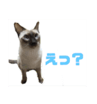 猫(トンキニーズ)の日常会話（個別スタンプ：17）