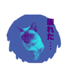 猫(トンキニーズ)の日常会話（個別スタンプ：19）