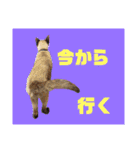 猫(トンキニーズ)の日常会話（個別スタンプ：20）