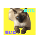 猫(トンキニーズ)の日常会話（個別スタンプ：21）