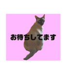 猫(トンキニーズ)の日常会話（個別スタンプ：22）