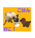 猫(トンキニーズ)の日常会話（個別スタンプ：23）