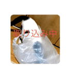 スコティッシュ今日も行く（個別スタンプ：3）