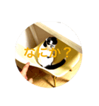 スコティッシュ今日も行く（個別スタンプ：5）