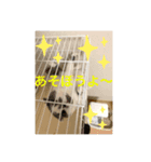 スコティッシュ今日も行く（個別スタンプ：6）