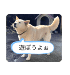 ハナさんver.1（個別スタンプ：3）