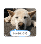 ハナさんver.1（個別スタンプ：4）