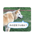 ハナさんver.1（個別スタンプ：5）