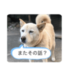 ハナさんver.1（個別スタンプ：6）