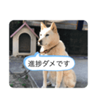 ハナさんver.1（個別スタンプ：7）