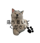 木下家の猫たちvol4（個別スタンプ：2）