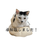 木下家の猫たちvol4（個別スタンプ：3）