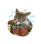 木下家の猫たちvol4（個別スタンプ：5）