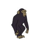 チンパンジーのスタンプ（個別スタンプ：1）