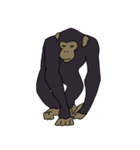 チンパンジーのスタンプ（個別スタンプ：6）
