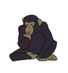 チンパンジーのスタンプ（個別スタンプ：13）