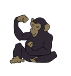 チンパンジーのスタンプ（個別スタンプ：30）