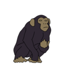 チンパンジーのスタンプ（個別スタンプ：31）