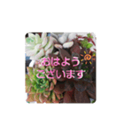 多肉植物あいさつスタンプ（個別スタンプ：1）