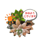 多肉植物あいさつスタンプ（個別スタンプ：3）