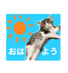 世界で1番かわいいももちゃんスタンプ②（個別スタンプ：1）