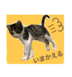 世界で1番かわいいももちゃんスタンプ②（個別スタンプ：4）