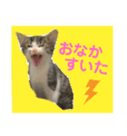 世界で1番かわいいももちゃんスタンプ②（個別スタンプ：10）