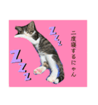 世界で1番かわいいももちゃんスタンプ②（個別スタンプ：17）