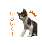 世界で1番かわいいももちゃんスタンプ②（個別スタンプ：24）