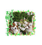 ムサシ＆くぅ（個別スタンプ：13）