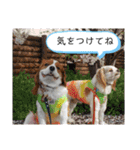 ムサシ＆くぅ（個別スタンプ：15）