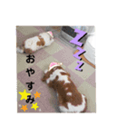 ムサシ＆くぅ（個別スタンプ：18）