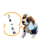 ムサシ＆くぅ（個別スタンプ：19）