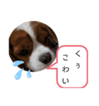 ムサシ＆くぅ（個別スタンプ：23）