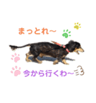 愛犬りくちゃん4（個別スタンプ：1）