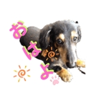 愛犬りくちゃん4（個別スタンプ：2）