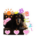 愛犬りくちゃん4（個別スタンプ：3）