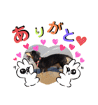 愛犬りくちゃん4（個別スタンプ：5）