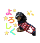 愛犬りくちゃん4（個別スタンプ：6）