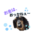 愛犬りくちゃん4（個別スタンプ：7）
